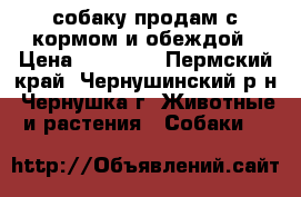 собаку продам с кормом и обеждой › Цена ­ 18 000 - Пермский край, Чернушинский р-н, Чернушка г. Животные и растения » Собаки   